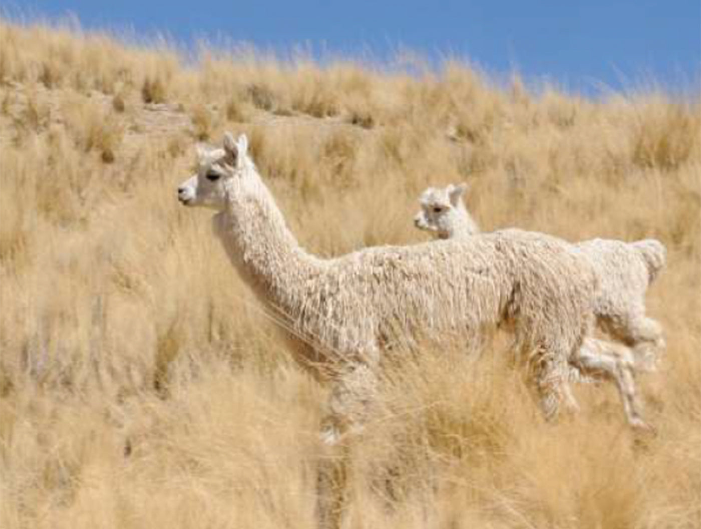 How to care for your alpaca and wool