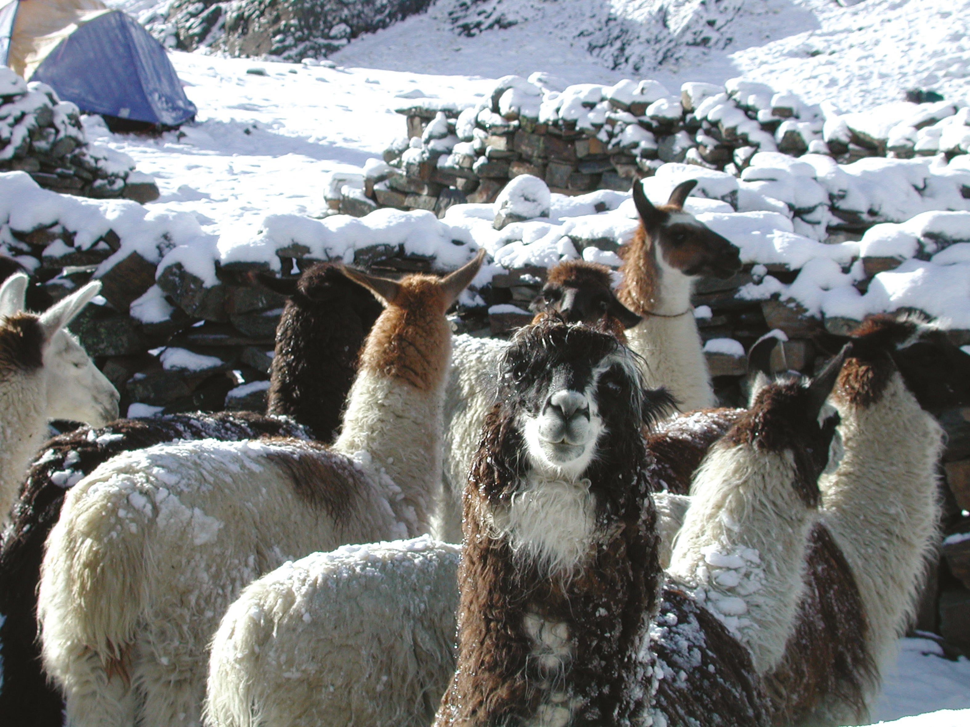 Alapcas in the snow covered Andes their wool used to make knitwear